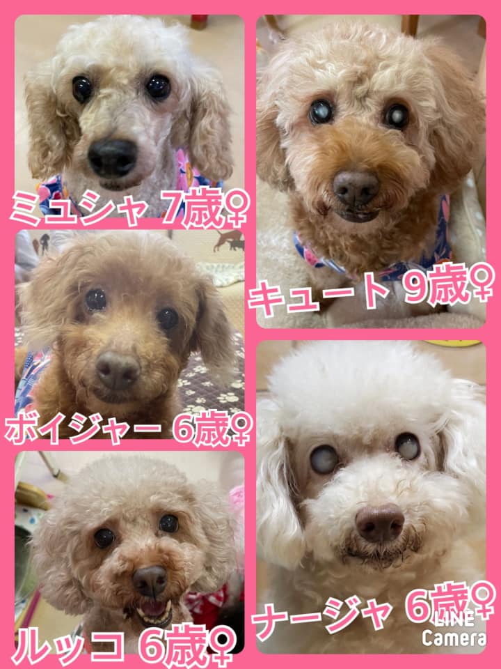 🐾今日の里親様募集中ワンコ🐶メンバーです🐾2021,8,3